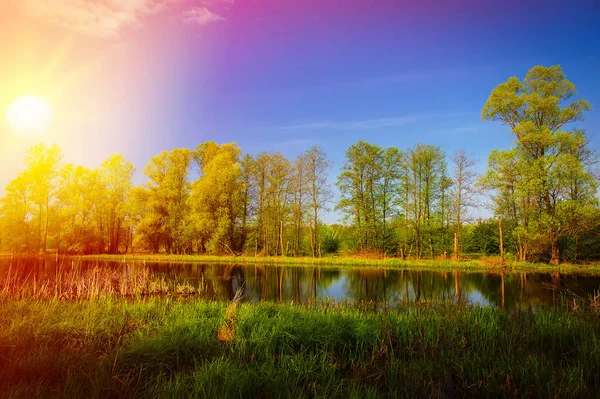 Skogen Och Sjön Solig Dag Vårsäsong — Stockfoto