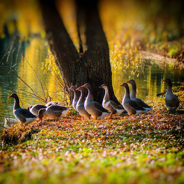 Domestic Geese Pond Village Autumn Season — Stock Photo, Image