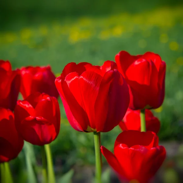 Tulipes Printanières Sur Fond Vert Flou — Photo