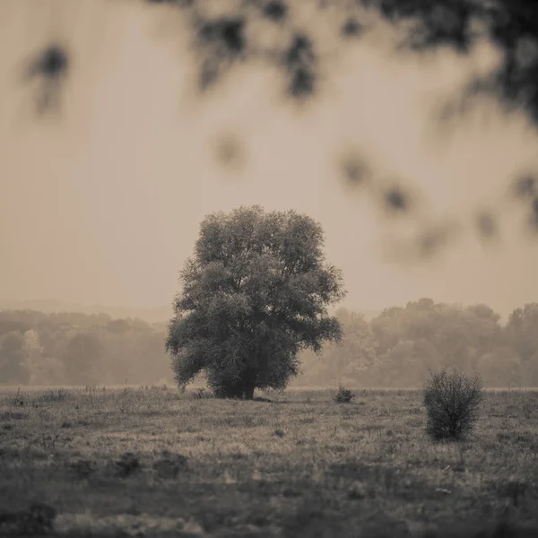 Árbol Solitario Prado Día Niebla —  Fotos de Stock