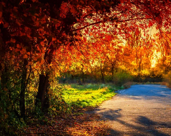 Herbsttag Stadtpark — Stockfoto