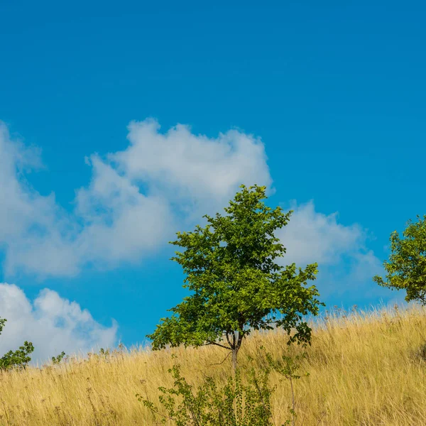 Stipa Gras Der Wüste Und Himmel Mit Wolken — Stockfoto