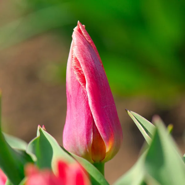 Fleur Tulipe Fleurs Dans Jardin Printemps — Photo