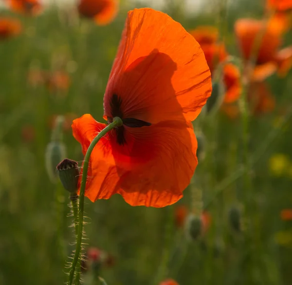 Wild Poppy Bloem Een Tarwe Field Lente Seizoen — Stockfoto