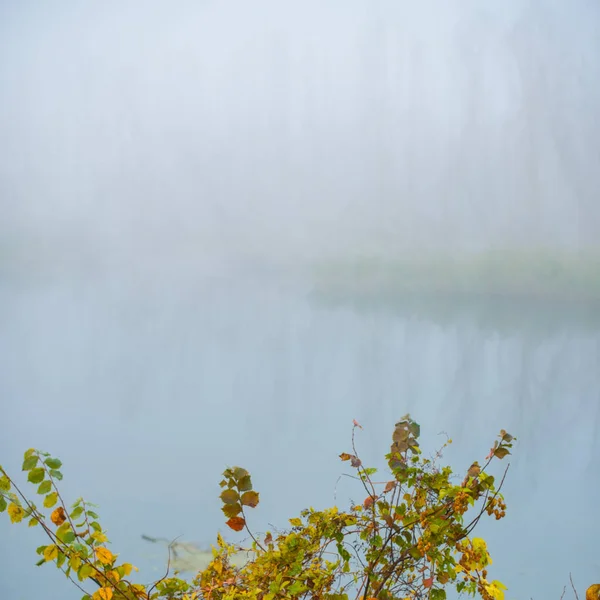 Verschwommener Hintergrund Landschaftspflanzen Und Fluss Nebel — Stockfoto