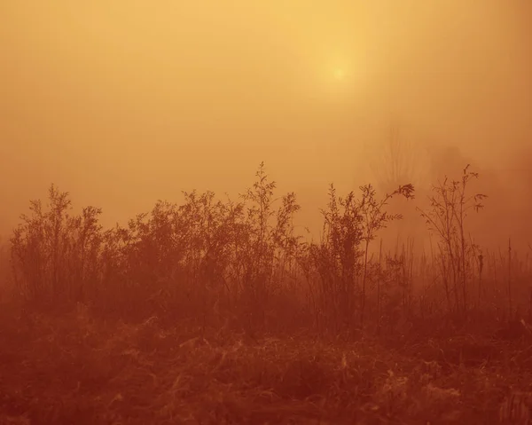 Táj Növények Köd Vidéken Őszi Szezon — Stock Fotó