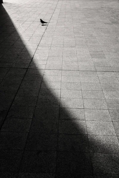 Silueta Una Paloma Caminando Acera Sombra Del Edificio — Foto de Stock