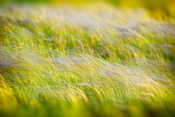 Stipa Herbe Prairie Printemps Saison — Photo