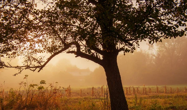 Ağaç arka planda kırsal manzara, sonbahar sezon