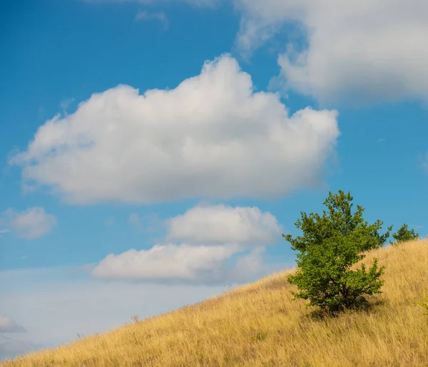 Stipa Gras Woestijn Hemel Met Wolken — Stockfoto
