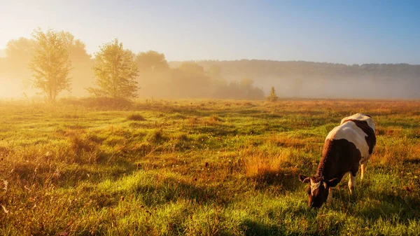 田舎の草原で放牧牛 — ストック写真