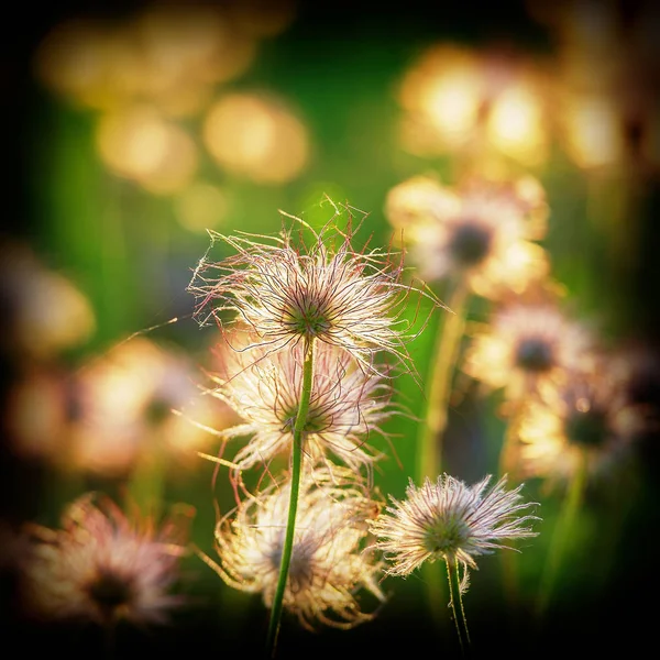 Spring Flowers Lit Morning Sun — Stock Photo, Image
