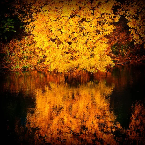 Reflejado Agua Árboles Otoño Cubiertos Follaje Amarillo — Foto de Stock