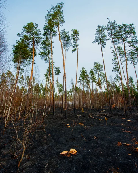 Landscape Fire Pine Forest Royalty Free Stock Photos