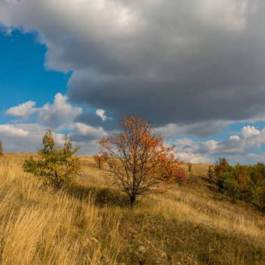 bulutlar, sonbahar günü bir arka plan üstünde belgili tanımlık tepe ağaçta