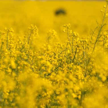 Bahar güneşli gün alanına tecavüz