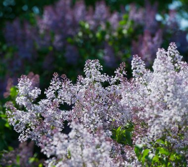 bir güneşli bahar gününde Eflatun bloom