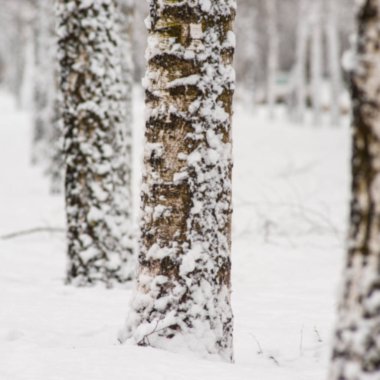arka plan bulanık, huş ağacı ağaç gövdeleri Park kar ile kaplı