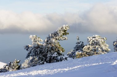 kar bir dağ yamacında çam ağaçlarıyla kaplı