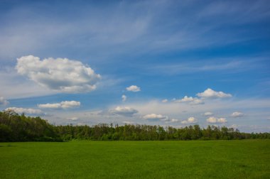 yeşil alan, orman ve gökyüzü arka plan, bahar mevsimi