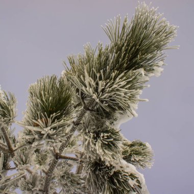 buz ve kar ile kaplı çam dalı