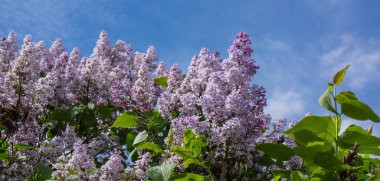 mavi gökyüzü güneşli bir arka plan üzerinde eflatun çiçekler