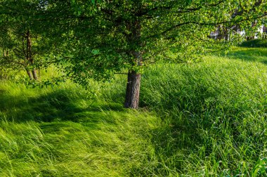 kırsal manzara orman ağaçları bahar