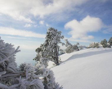 kış manzara çam karla kaplı güneşli bir günde dağlarda