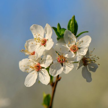 Mavi gökyüzü arka plan üzerinde çiçekler Erik