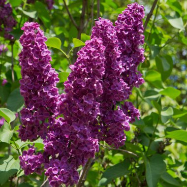 bir güneşli bahar gününde Eflatun bloom