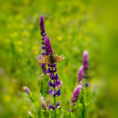 kır çiçeği ve bahar alanında kelebek