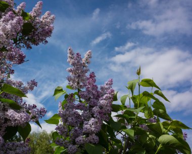 mavi gökyüzü güneşli bir arka plan üzerinde eflatun çiçekler