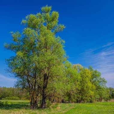 bir çayır üzerinde yeşil ağaçlar kırsal manzara