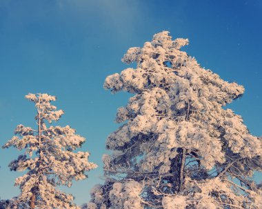 dağlarda çam ve dağ peyzaj
