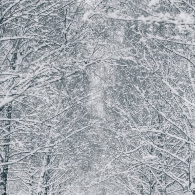 arka plan bulanık, karla kaplı huş ağacı dalları