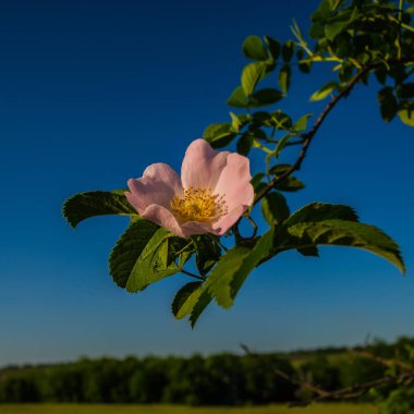 mavi gökyüzü arka plan üzerinde köpek-gül çiçek