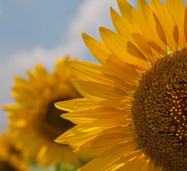 çiçek çiçek açan ayçiçeği gökyüzü, Ukrayna alanındaki