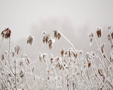 kar kış park ağaçlarda bir arka plan üzerinde bitkilerde şube