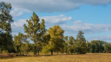 yaprak döken orman ve kırsal, sonbahar manzara otlak