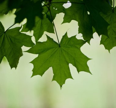 doğal zemin üzerine yeşil yaprak