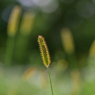 Mısır bitkileri güneşli bir arka plan bulanık kulak
