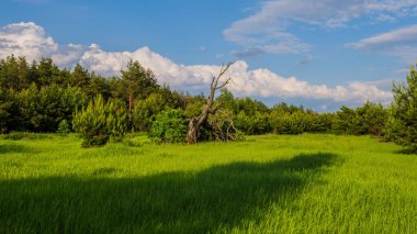 çam ağaçları ve kuru ağaç bahar peyzaj