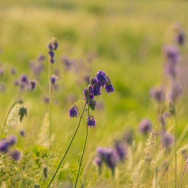 kır çiçekleri ve çim bir çayır sabahı bahar mevsimi
