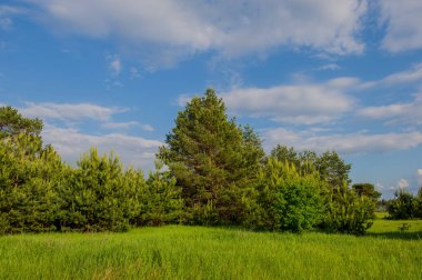 kırsal manzara orman ağaçları bahar