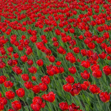 Flowerbed üzerinde çiçek açan laleler