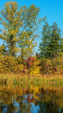 güneşli bir günde Ağaçlar Sonbahar Orman ve nehir manzara
