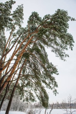 çam ormanı içinde kış günü