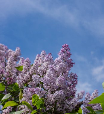 mavi gökyüzü güneşli bir arka plan üzerinde eflatun çiçekler