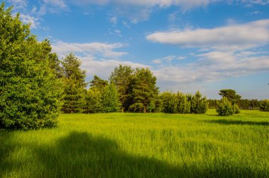 manzara genç ağaç bahar ve mavi gökyüzü