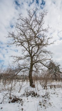 ağaç ve kışın karda alan, dikey Panoraması